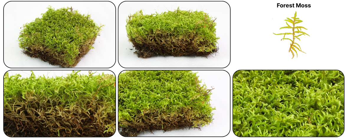 Forest Moss
