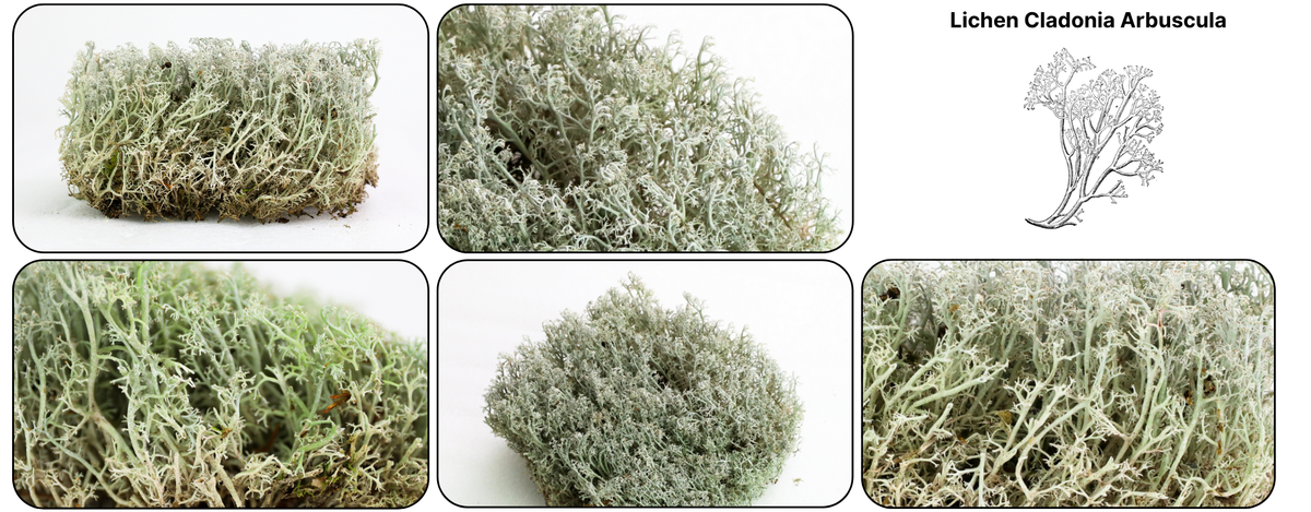 Lichen Moss
