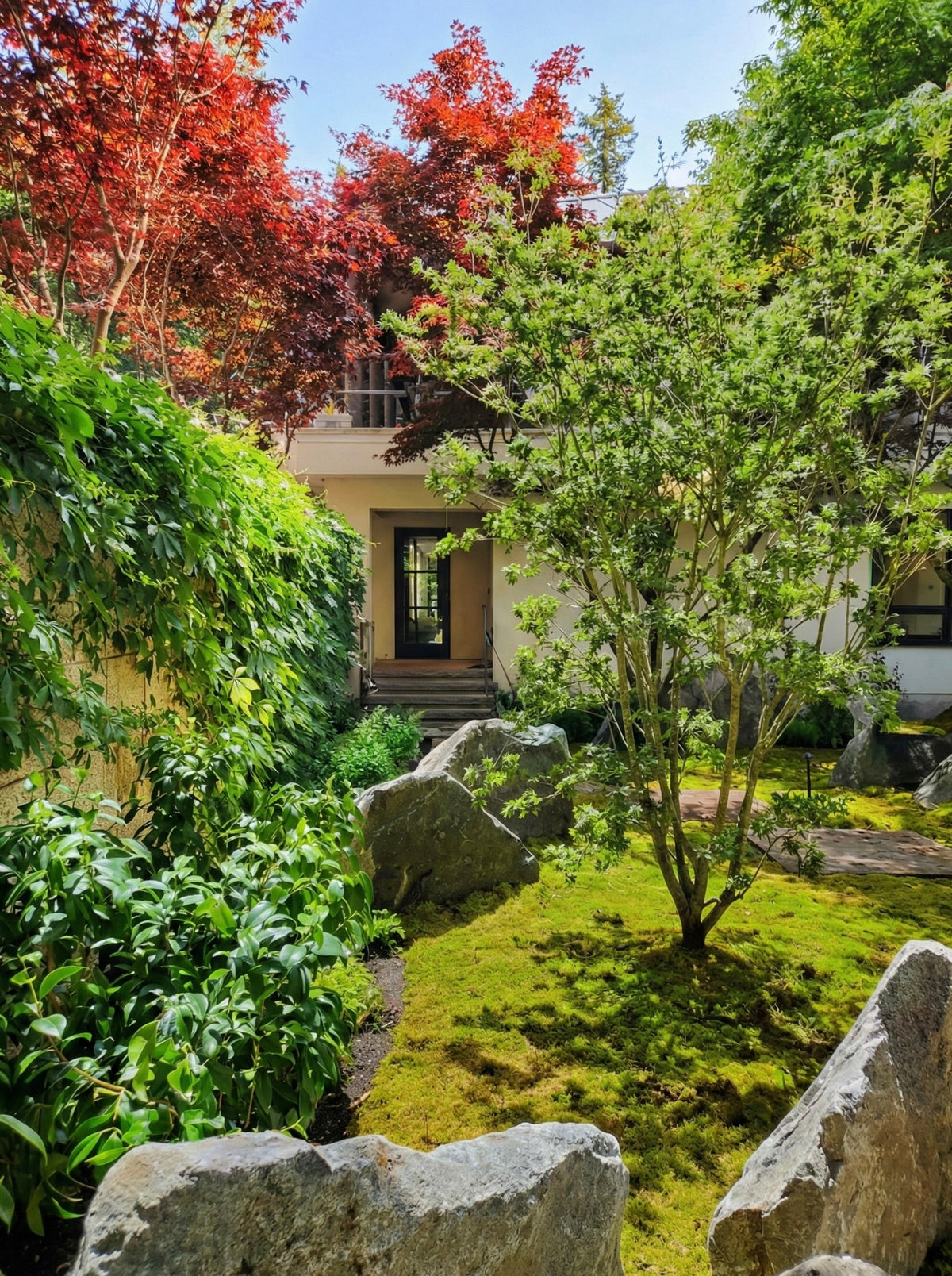 Japanese maple courtyard garden with boulders and a live moss carpet