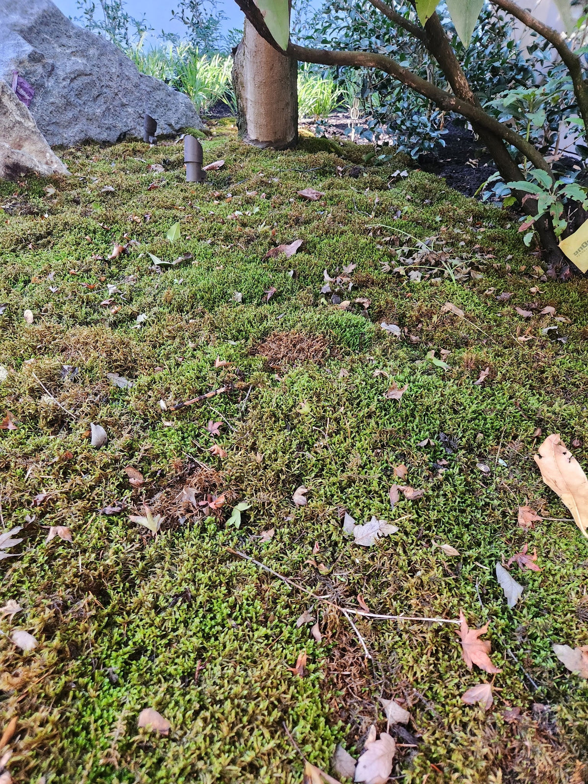 Live moss covering a shaded woodland slope