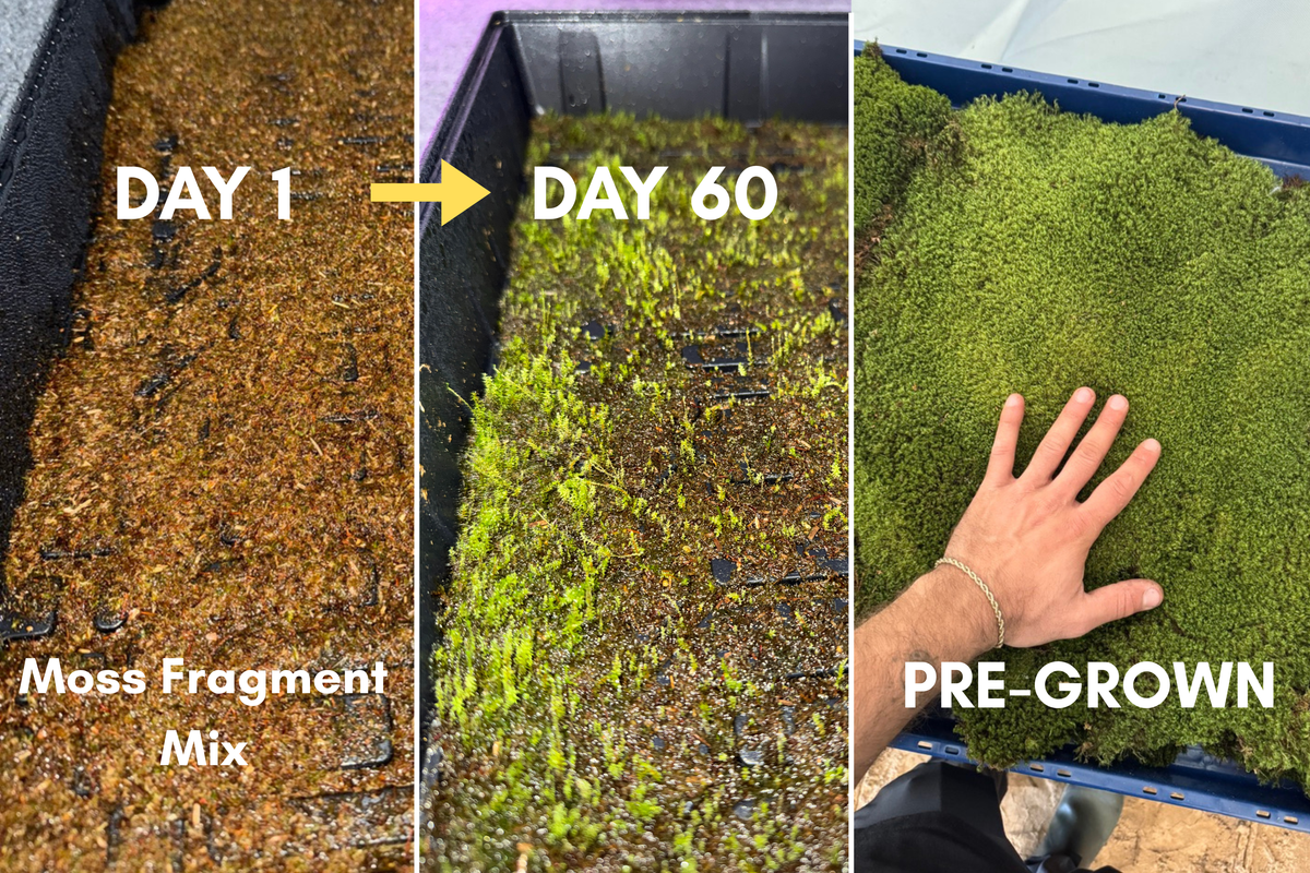 Comparison of moss fragment mix on day 1 and day 60 next to pre-grown moss