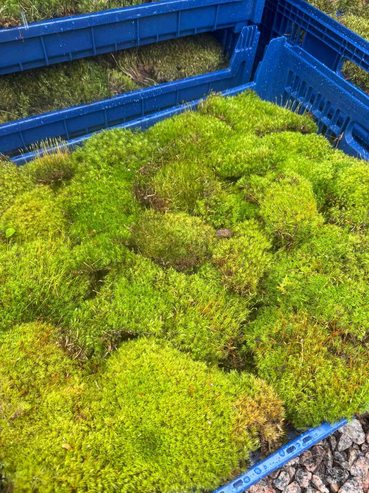 A crate of lush, freshly harvested live moss