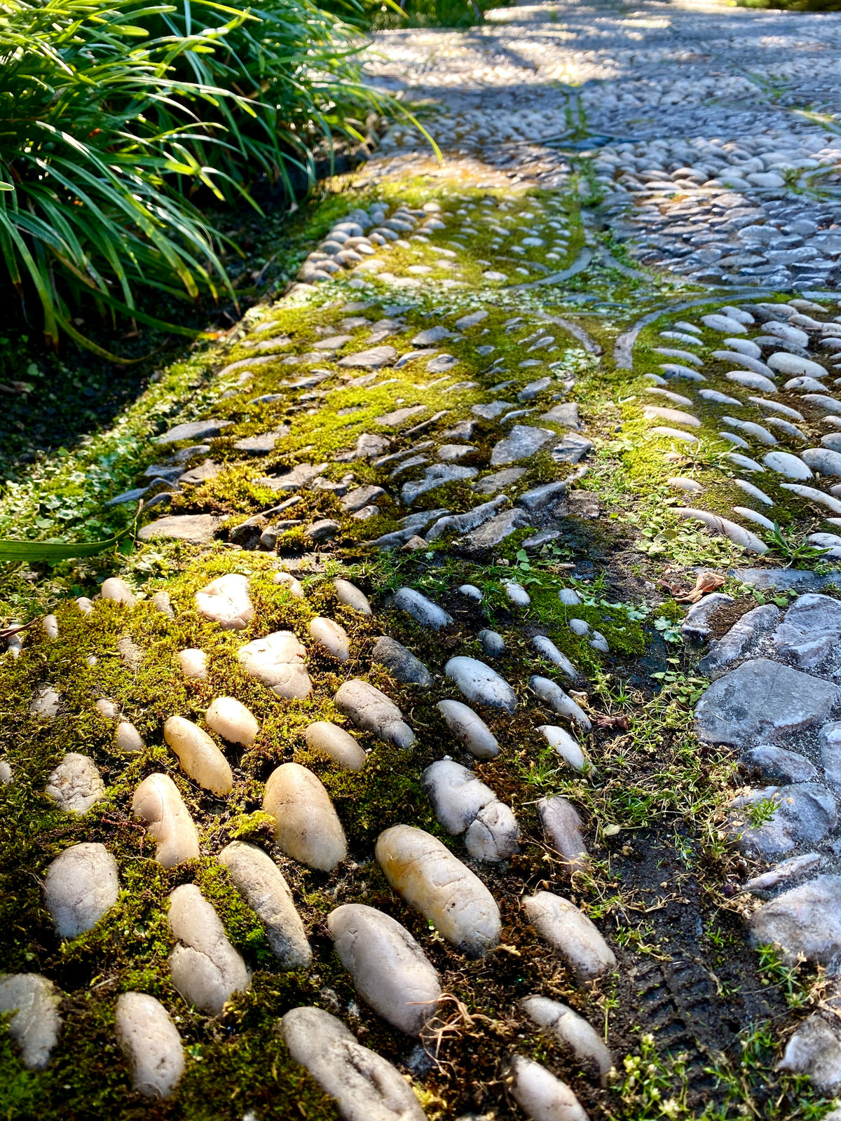Live moss growing between rounded river stones in a garden path