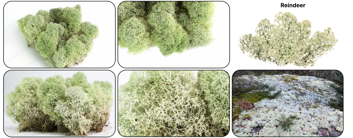 Natural reindeer lichen clusters used in naturalistic habitats