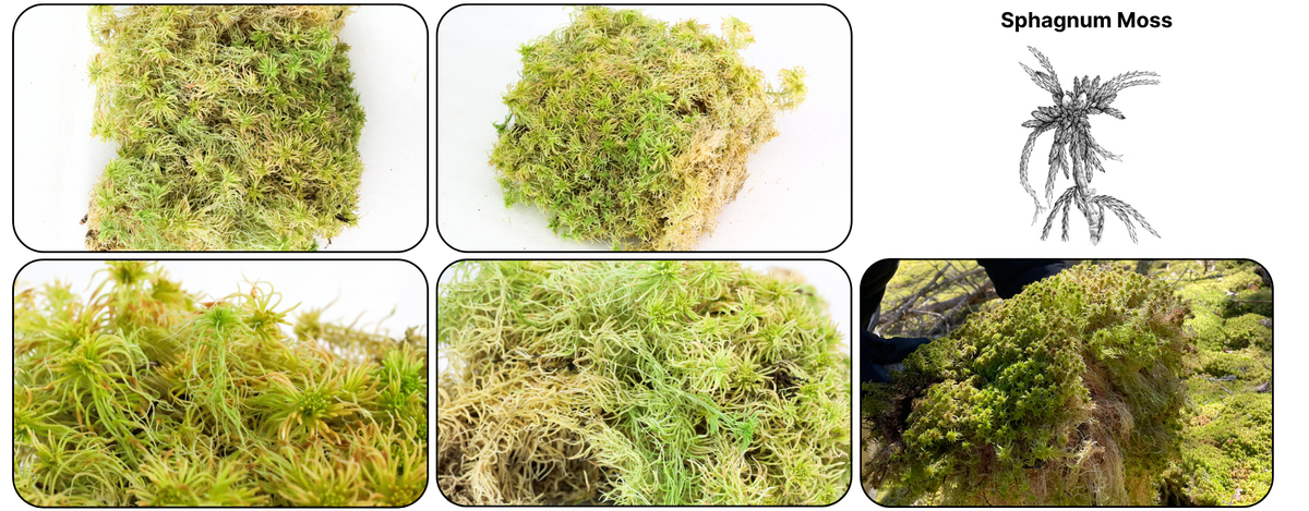 Sphagnum moss in green and golden tones