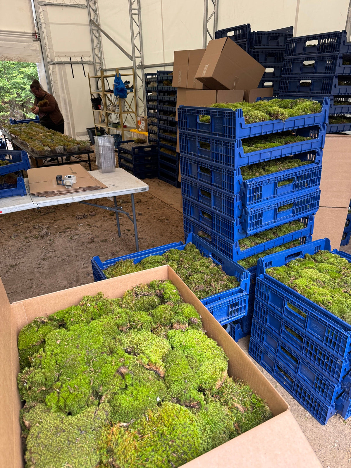 Live moss being sorted at a covered moss farm