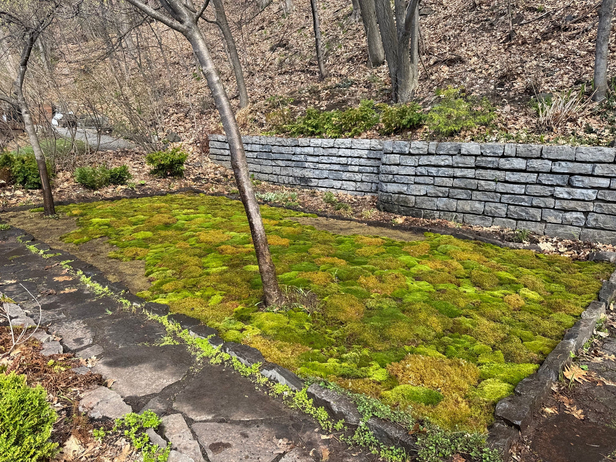 Freshly installed moss bed laid with tight seams