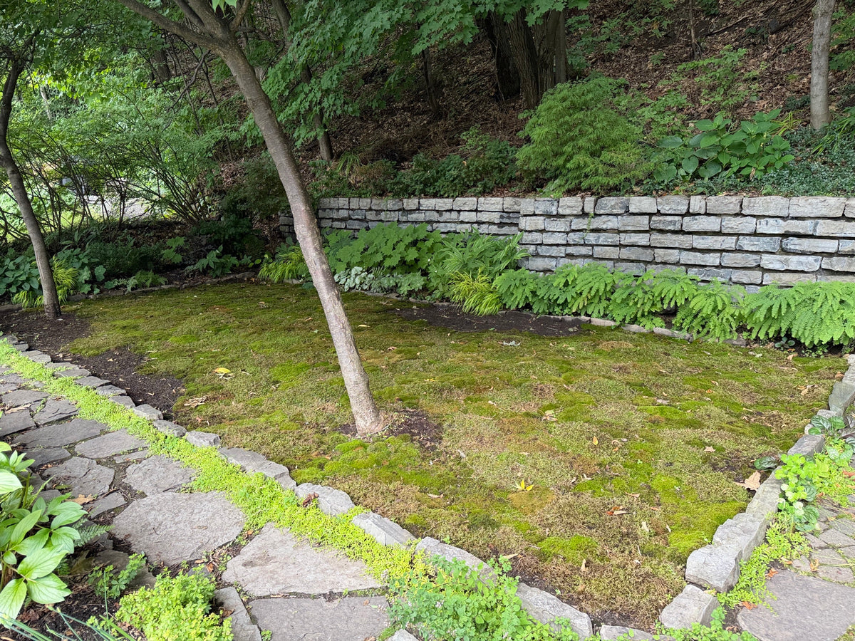 Established moss carpet with ferns in a shaded garden