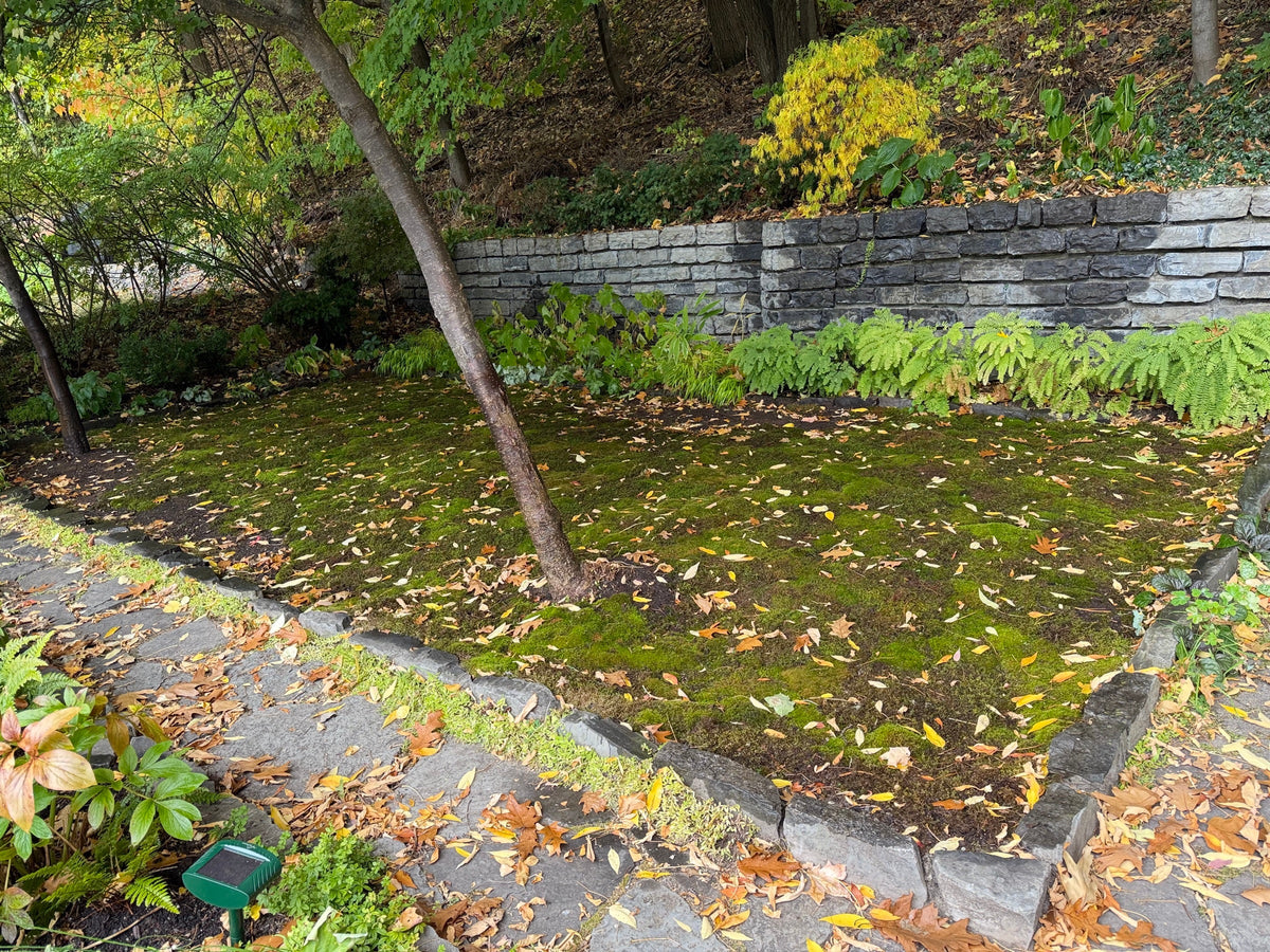 Live moss bed in autumn with fallen leaves beneath a stone wall