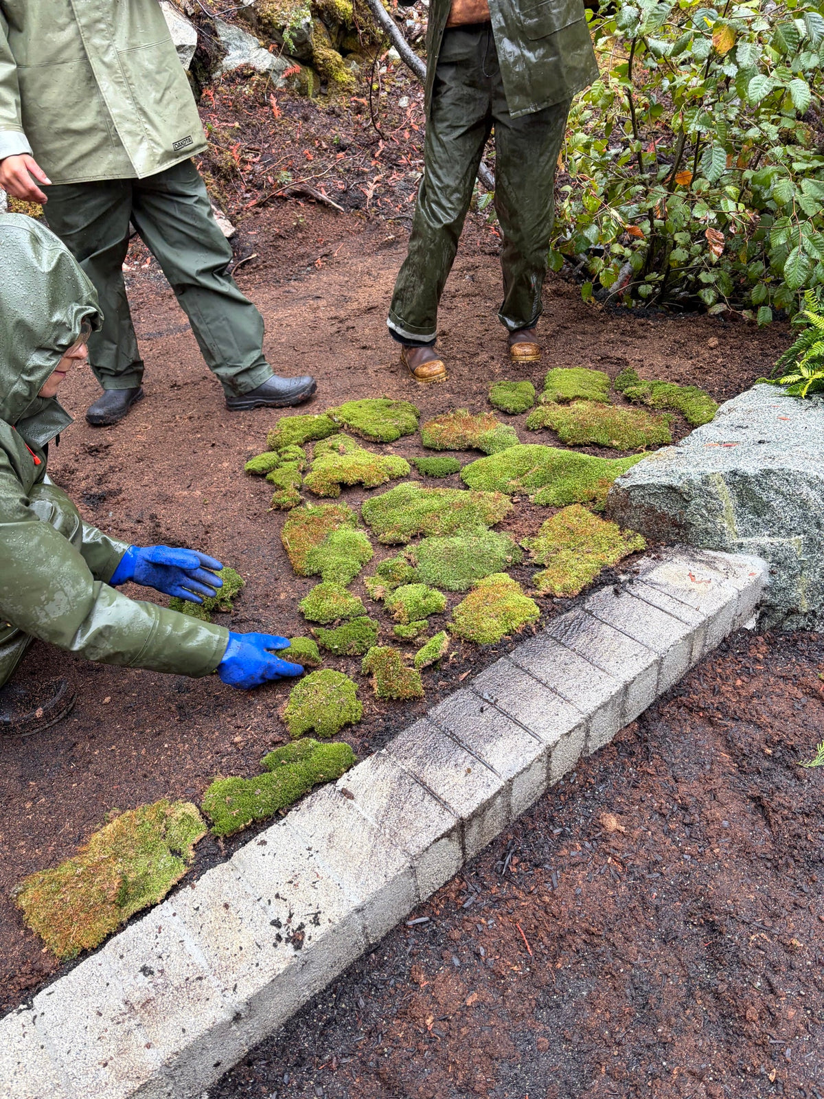 Crew hand-placing live moss along a concrete edge in Whistler, BC