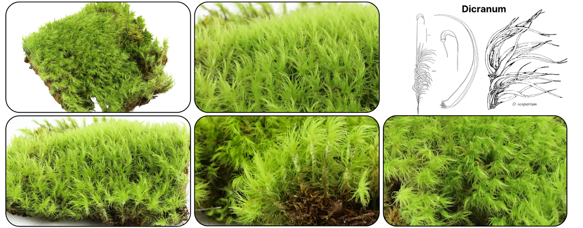Mood Moss