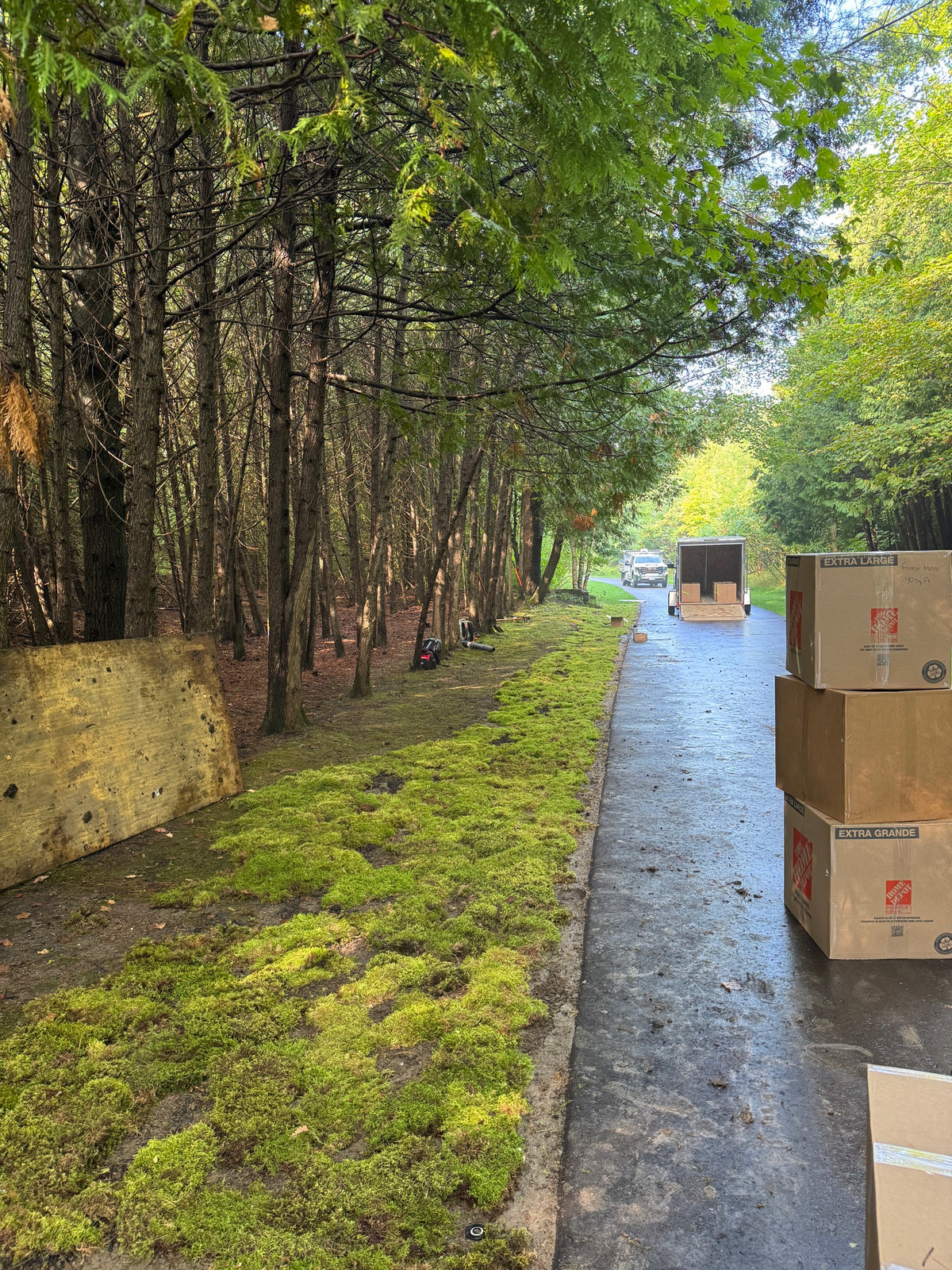 Live moss installed along a cedar-lined driveway