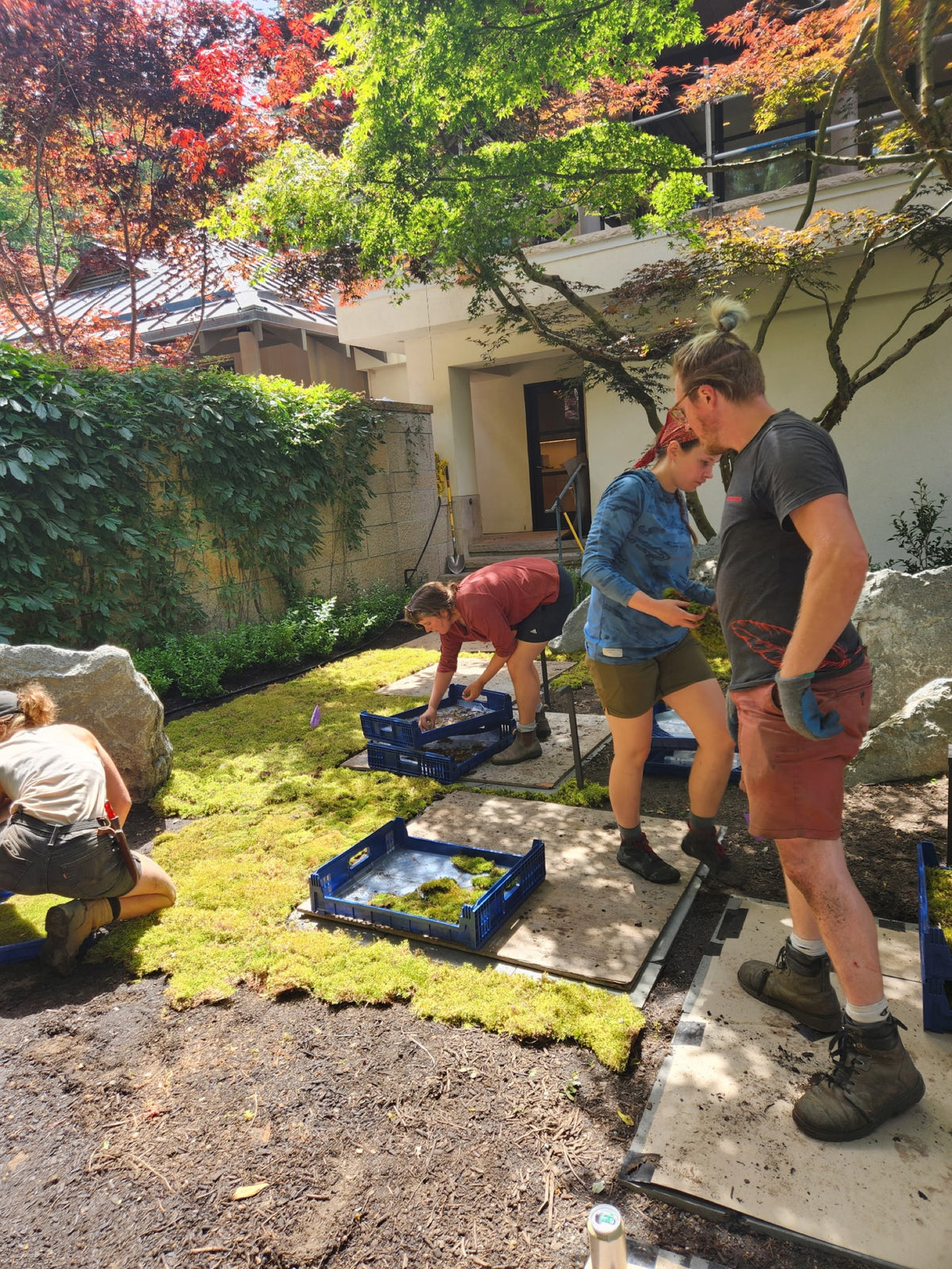 Crew laying live moss in a Japanese maple courtyard