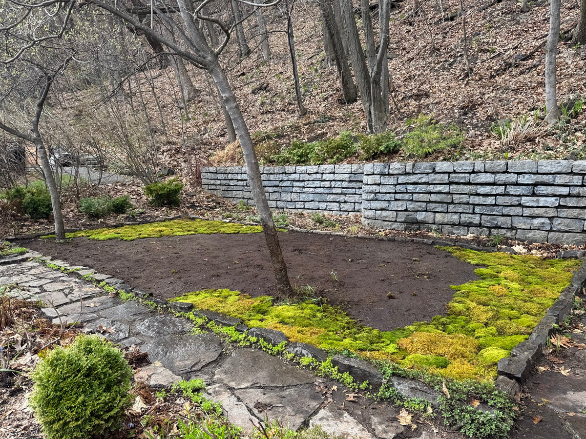 Live moss being laid across the prepared bed