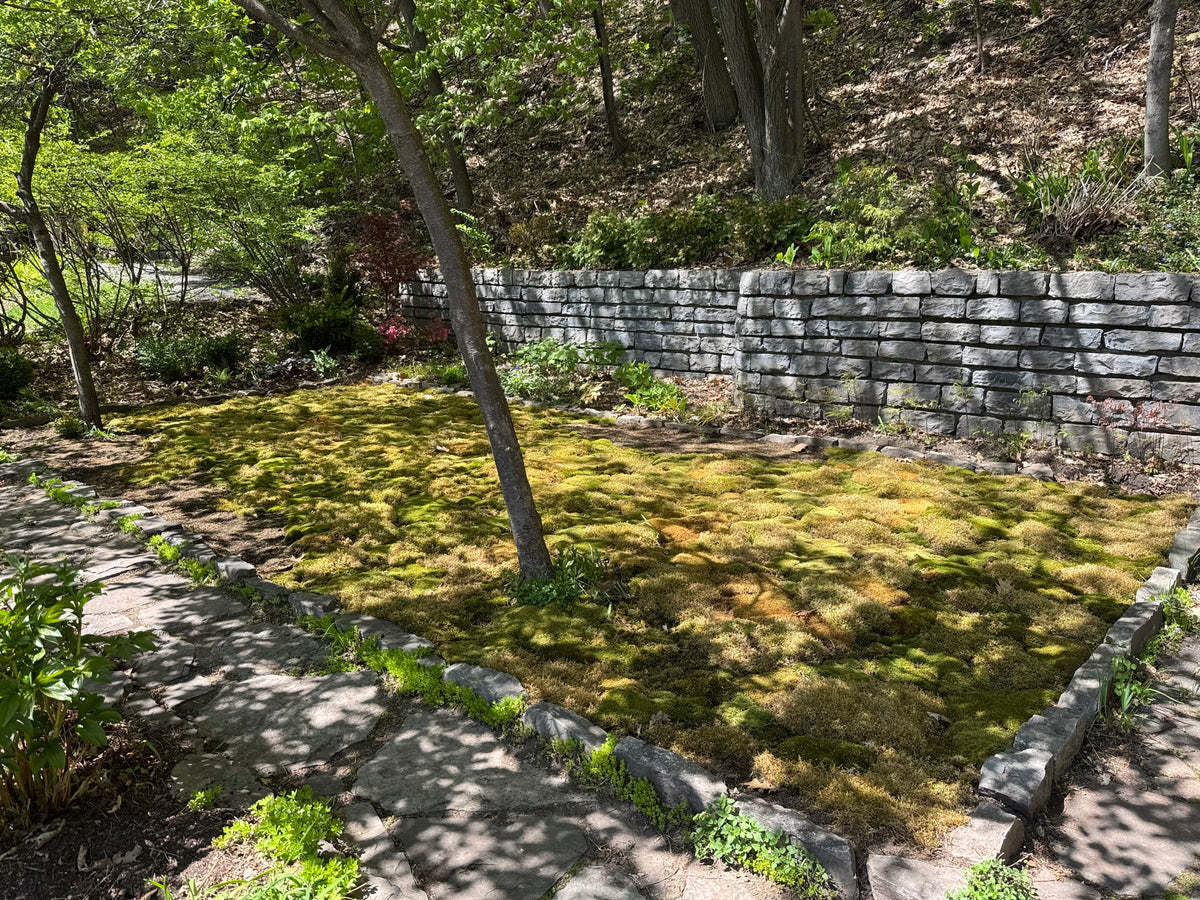 Moss bed establishing in dappled shade