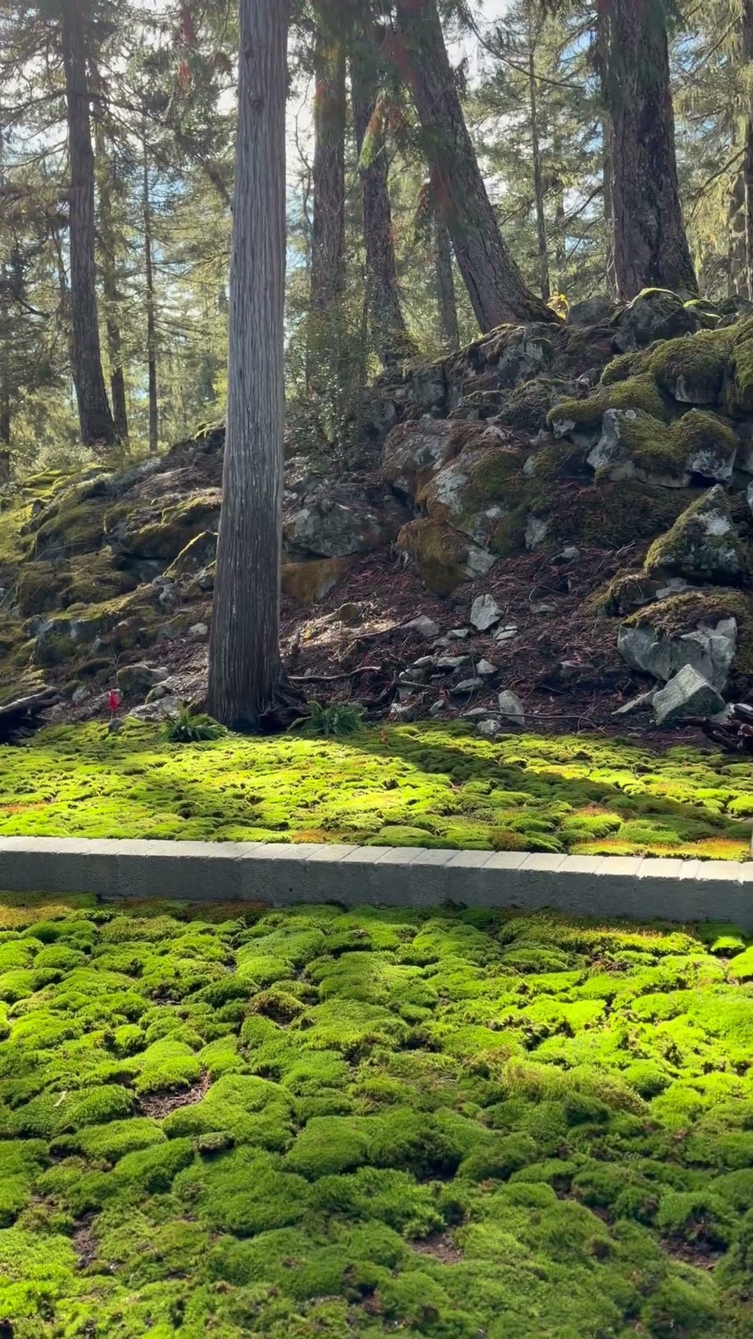 Established live moss lawn at the forest edge in Whistler, BC