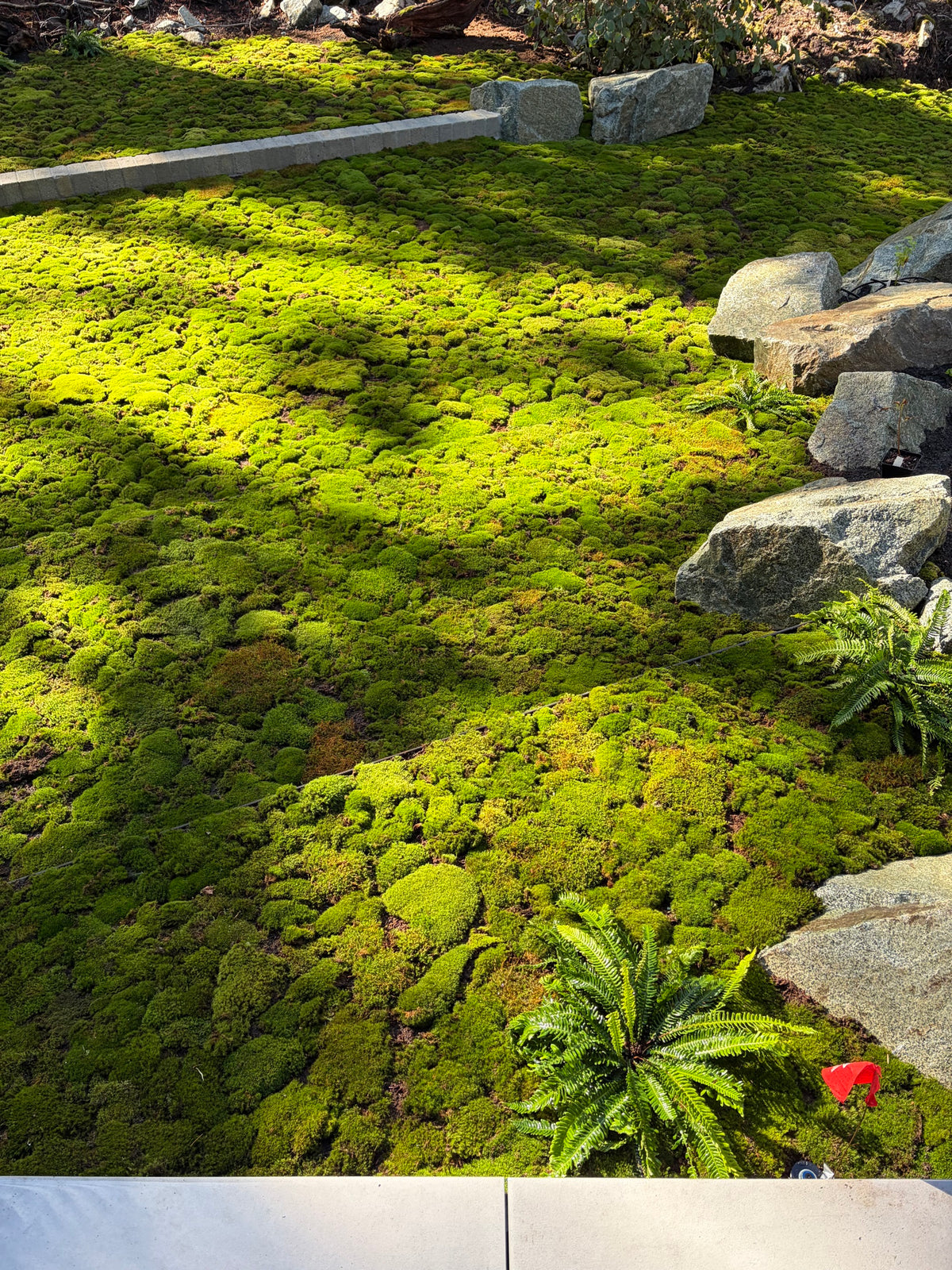 Live moss lawn with granite boulders at a Whistler, BC residence