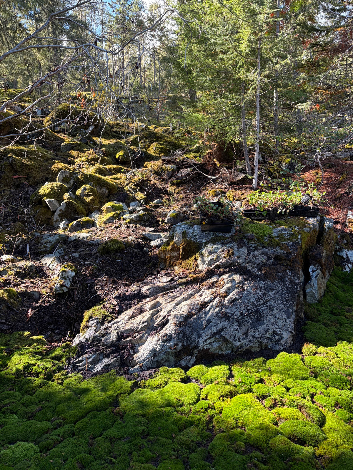 Live moss carpet meeting a natural rock outcrop in a Whistler forest garden