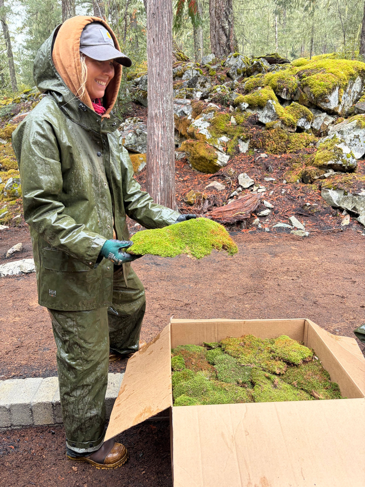 Installer unpacking boxed live moss on site in Whistler, BC